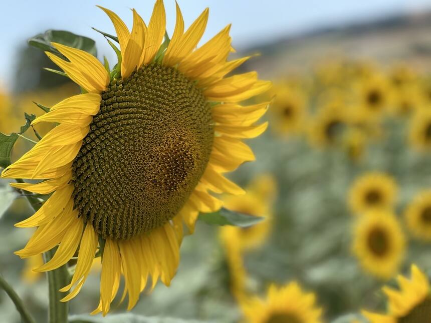 Tis the season 🌻